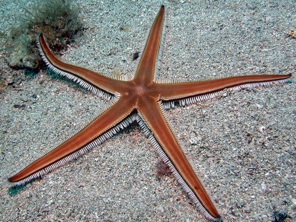 Astropecten bispinosus